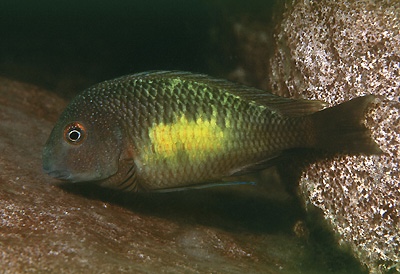 Tropheus moorii 'Isanga Bay'